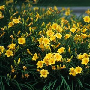 Hemerocallis Stella d' Oro