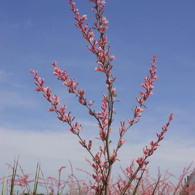 Hesperaloe campanulata Lionheart™