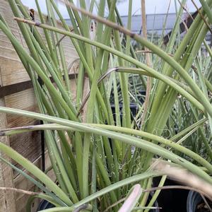 Hesperaloe parviflora Desert Dusk®