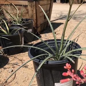 Hesperaloe parviflora Desert Flamenco®