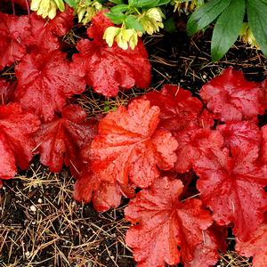 Heuchera Fire Alarm