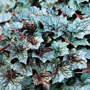 Heuchera americana Palace Purple