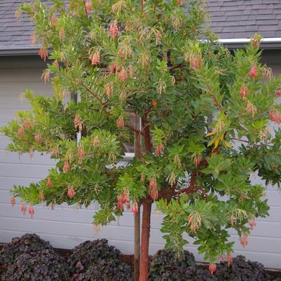 Arbutus unedo Marina