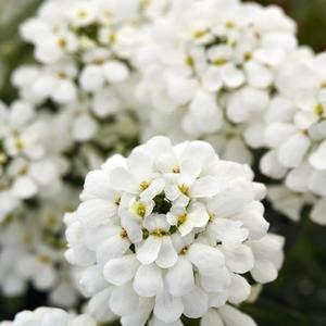 Iberis sempervirens Snowsation