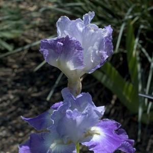 Iris germanica Clarence