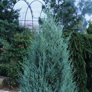 Juniperus scopulorum Wichita Blue