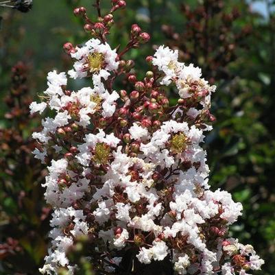 Lagerstroemia indica Burgundy Cotton®