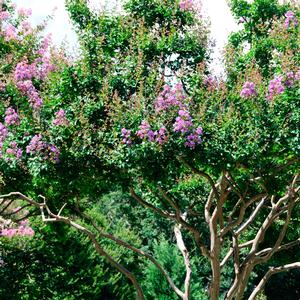 Lagerstroemia indica Catawba