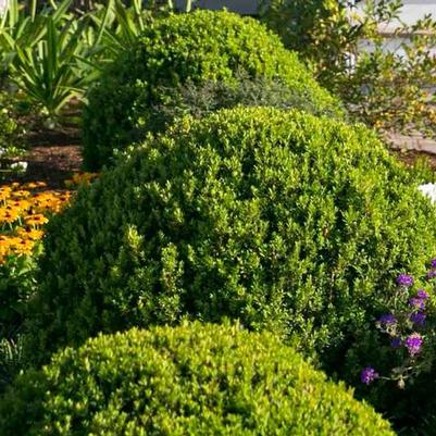 Buxus microphylla var japonica Baby Gem