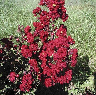 Lagerstroemia indica Siren Red®