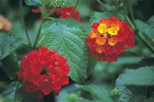 Lantana camara Dallas Red