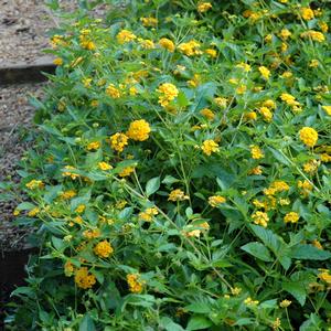 Lantana camara New Gold