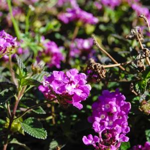 Lantana montevidensis Trailing Purple