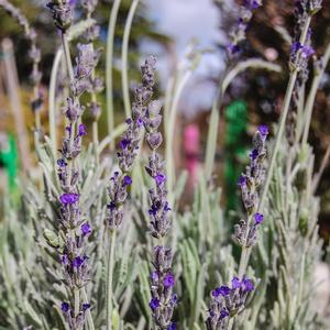 Lavandula Goodwin Creek Grey