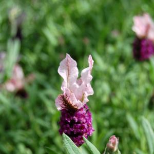 Lavandula stoechas Madrid Pink