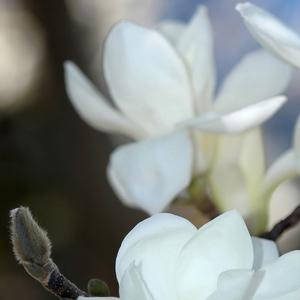 Magnolia denudata 