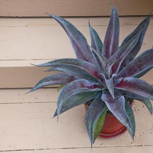 Mangave Mad about Mangave&reg; Mission to Mars