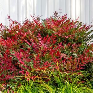 Nandina domestica Obsession™