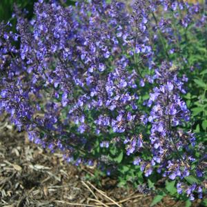 Nepeta x faassenii Junior Walker™
