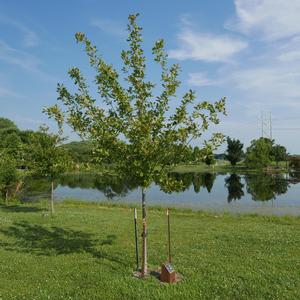 Nyssa sylvatica Wildfire