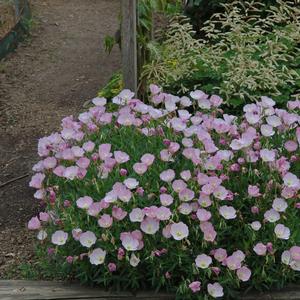 Oenothera berlandieri Twilight