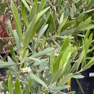 Olea europaea Fruitless