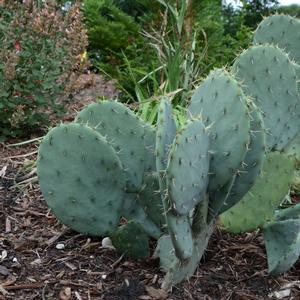 Opuntia engelmanni 