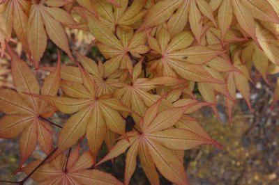 Acer palmatum Amber Ghost