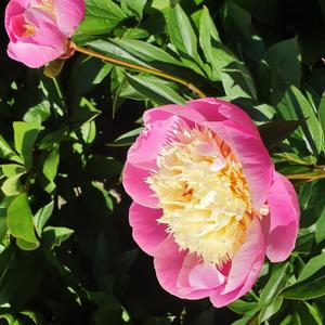 Paeonia lactiflora Bowl of Beauty