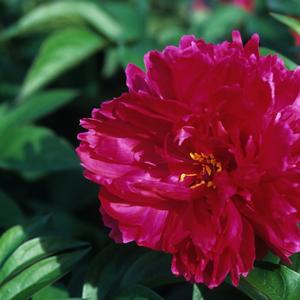 Paeonia lactiflora Karl Rosenfeld