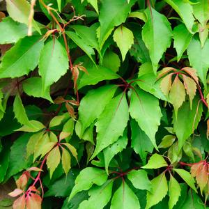 Parthenocissus Hacienda Creeper