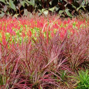 Pennisetum setaceum Graceful Grasses® Fireworks