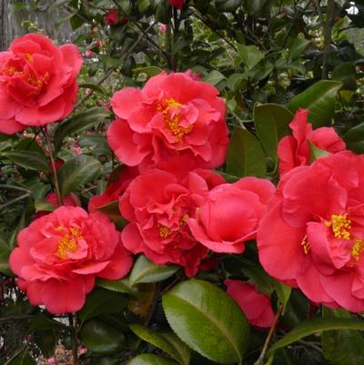 Camellia japonica Kramer's Supreme