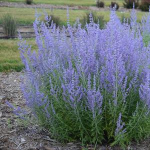 Perovskia atriplicifolia Blue Jean Baby