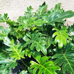 Philodendron Xanadu