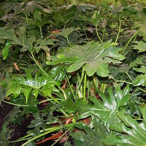 Philodendron selloum 