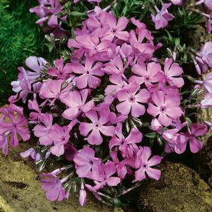 Phlox subulata McDaniel's Cushion