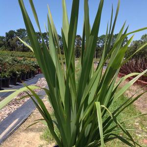 Phormium tenax 