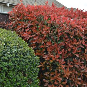 Photinia fraseri 