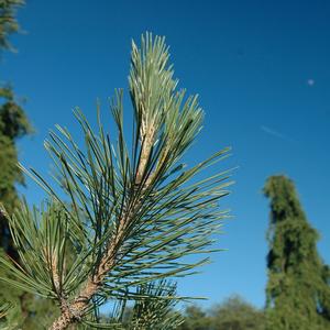 Pinus nigra 