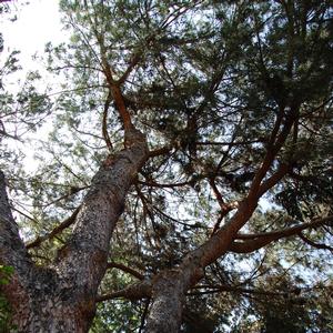 Pinus pinea 