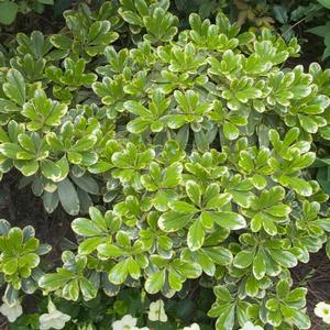 Pittosporum tobira Mojo®