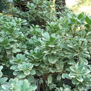 Pittosporum tobira Variegata