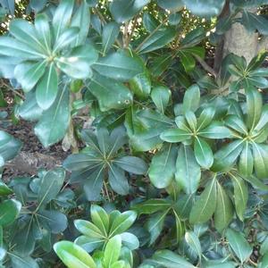 Pittosporum tobira Wheeler's Dwarf