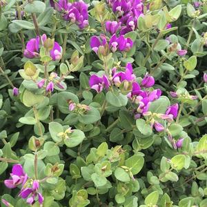 Polygala fruticosa Petite Butterflies