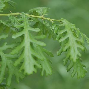 Quercus frainetto Forest Green®