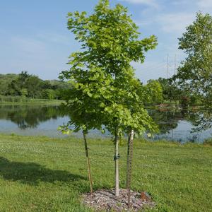 Quercus shumardii 