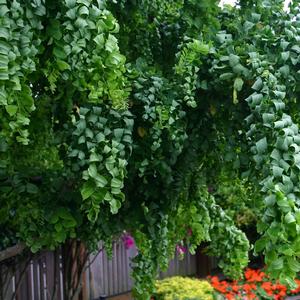 Robinia pseudoacacia Twisty Baby™