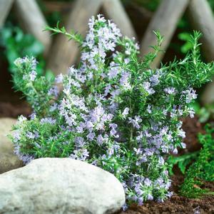 Rosmarinus officinalis Tuscan Blue