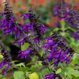 Salvia Amistad